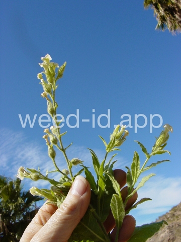 tobacco, desert